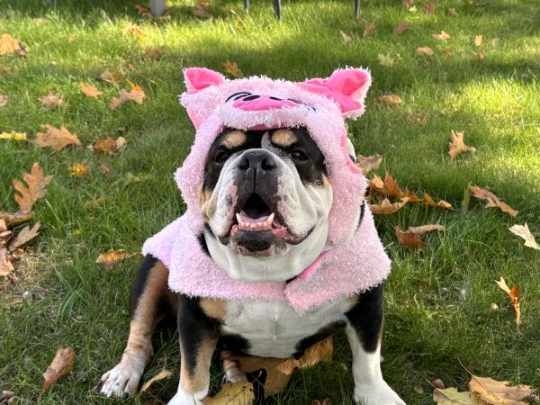 /Images/uploads/Long Island Bulldog Rescue/LIBR-2025-Calendar/entries/32202thumb.jpg